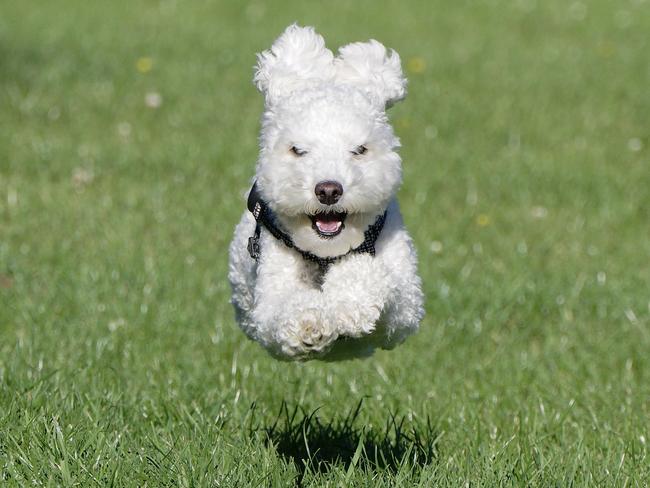 Barney the flying English Poodle. Picture: John Young/Comedy Pets