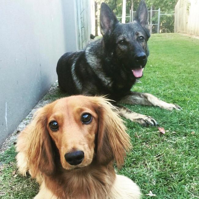 PD Hondo (back) relaxing with his mate Harvey.