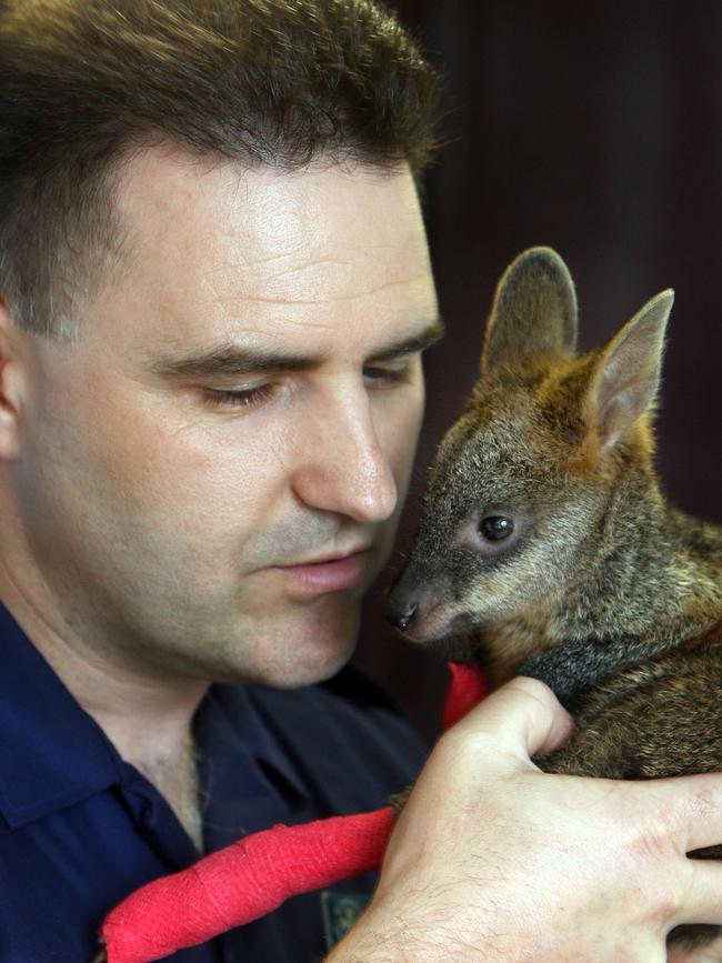 MICA Paramedic David Kervin with Cathy the Wallaby, rescued on the fire grounds. 