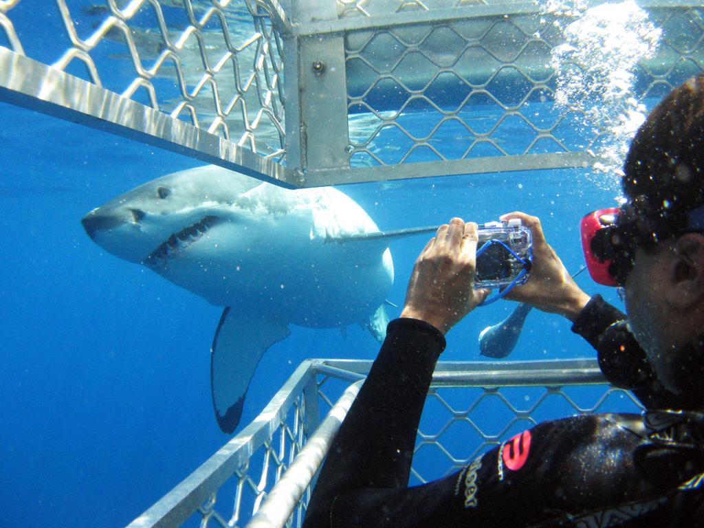 Calypso Star Charters cage diving with sharks, Eyre Peninsula. Picture: Calypso Star Charters