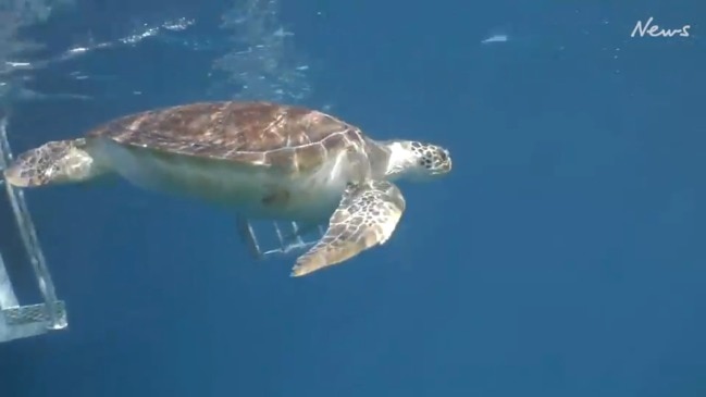 Tour of the Tropics 2020: Turtle released into Great Barrier Reef