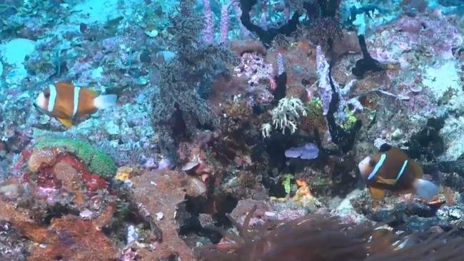Marine life captured on a newly discovered 500m tall coral reef, off Cape York. Picture: supplied.