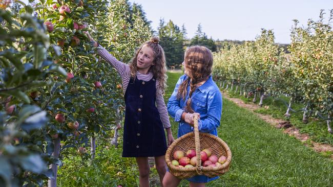 Things are back in business at Shields Orchard, Bilpin. Picture: Destination NSW