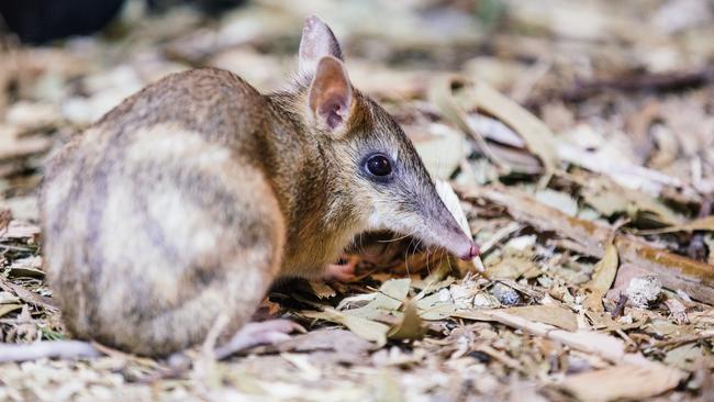 Anger over kangaroo cull to save Eastern Barred Bandicoots at Woodlands ...