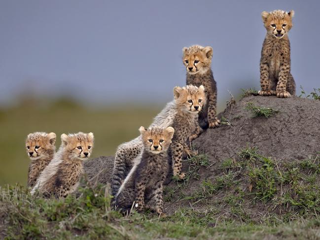 Andy Howe’s gorgeous shot of cheetah cubs in the Maasai Mara, Kenya. Picture: Andy Howe