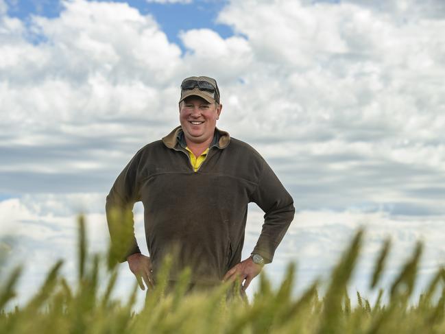 Wheat crop ‘saving grace’ in the south west amid rain drama