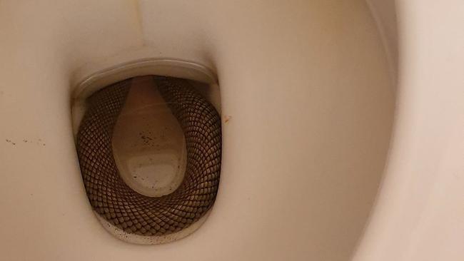 Snake in toilet at Allora home.