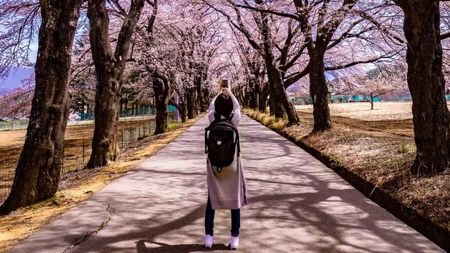 A woman takes a photograph of cherry blossoms in Japan.