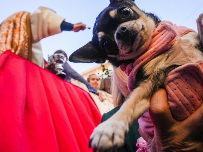 A dog joins the Festivity of San Antonio Abad’s animal parade and blessing in Valencia, Spain. Picture: Jorge Gil/Europa Press via Getty Images