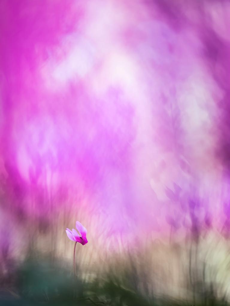 GDT Nature Photographer of the Year 2016 1st place/Category - Plants and Fungi: Florian Smit (Germany) - Pinke world