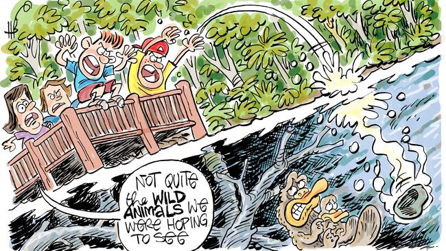 Cartoonist Harry Bruce's take on Daily Mercury editor Rae Wilson's experience at Broken River watching platypus last week