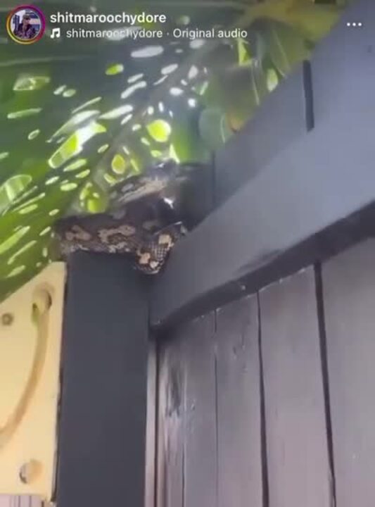 Snake lunges at camera man in Sunshine Coast backyard