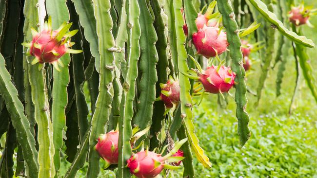 Plantation of dragon fruit.