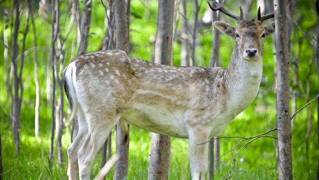 Pest species: A Greens MP wants the next NSW Government to declare deer a “pest” species and develop an eradication plan..