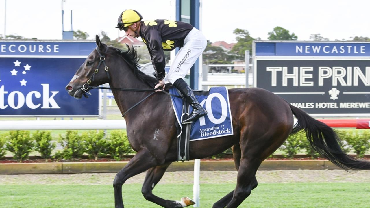 Progressive three-year-old French Ruler looks a good chance in the Canberra Guineas. Picture: Bradley Photos