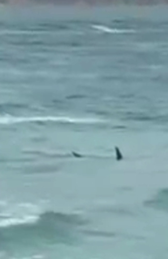 Double Island Point: 4m shark stalks shallows at popular surf beach ...