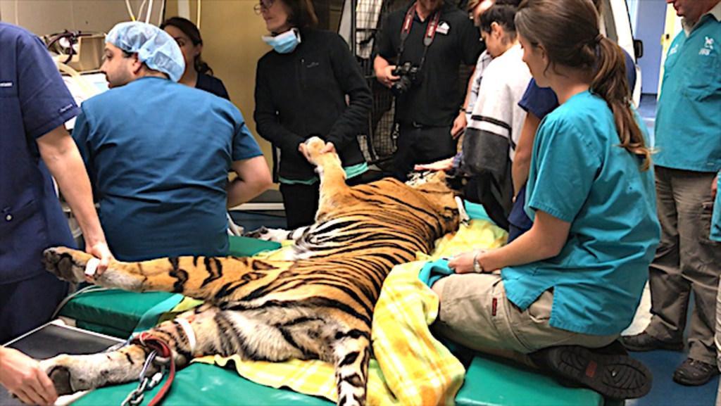 Bengal tiger eye operation by Australians hailed a success