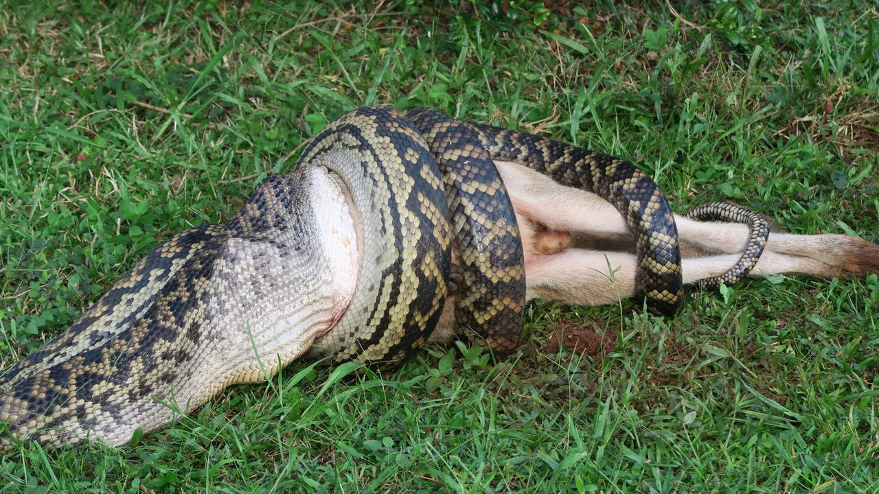 Mission Beach python: FNQ snake vomits massive wallaby | The Cairns Post