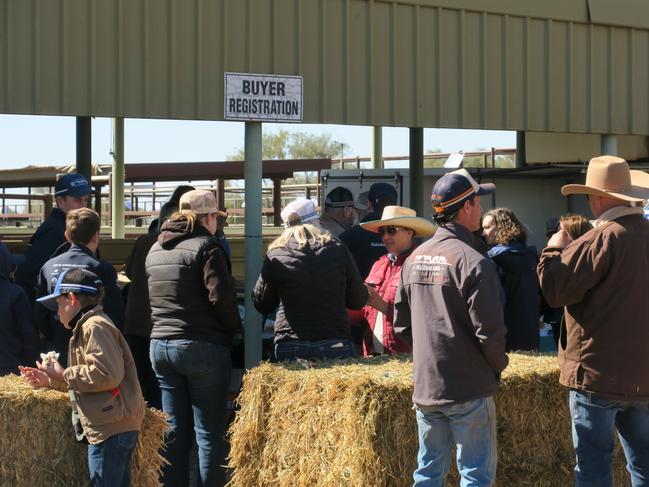 ‘Excellent yarding’: Thousands of cattle change hands in Red Centre sale