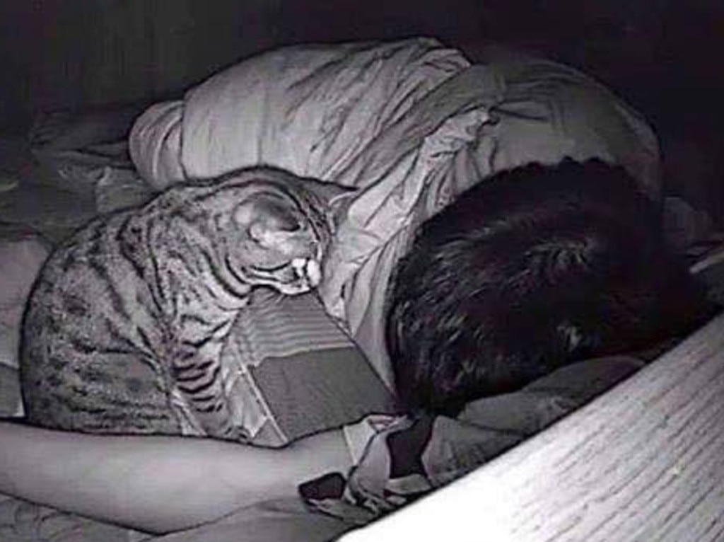 Ноги не дают спать. Коты и хозяева ночью. Кот ночью смотрит на хозяина. Ночная кошка. Кот в депрессии.