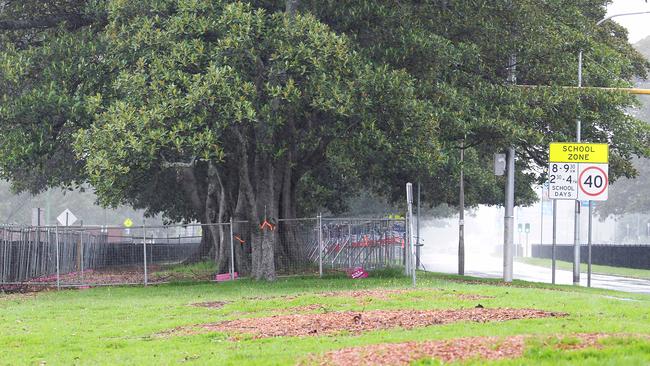 Moore Park trees on Anzac Pde in front of three mounds of woodchip where trees have already been removed.