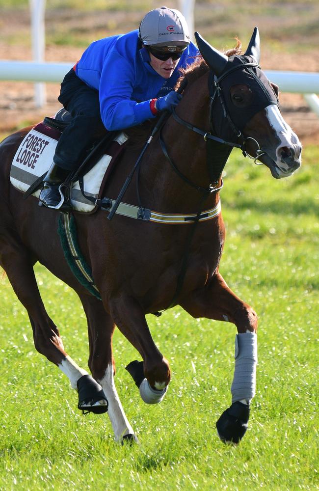 Craig Williams works Admire Deus during a trackwork session at Werribee. Picture: Getty Images