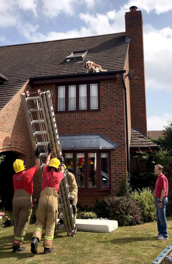 The fire service rescuing Millie the dog from a roof. Picture: Caters