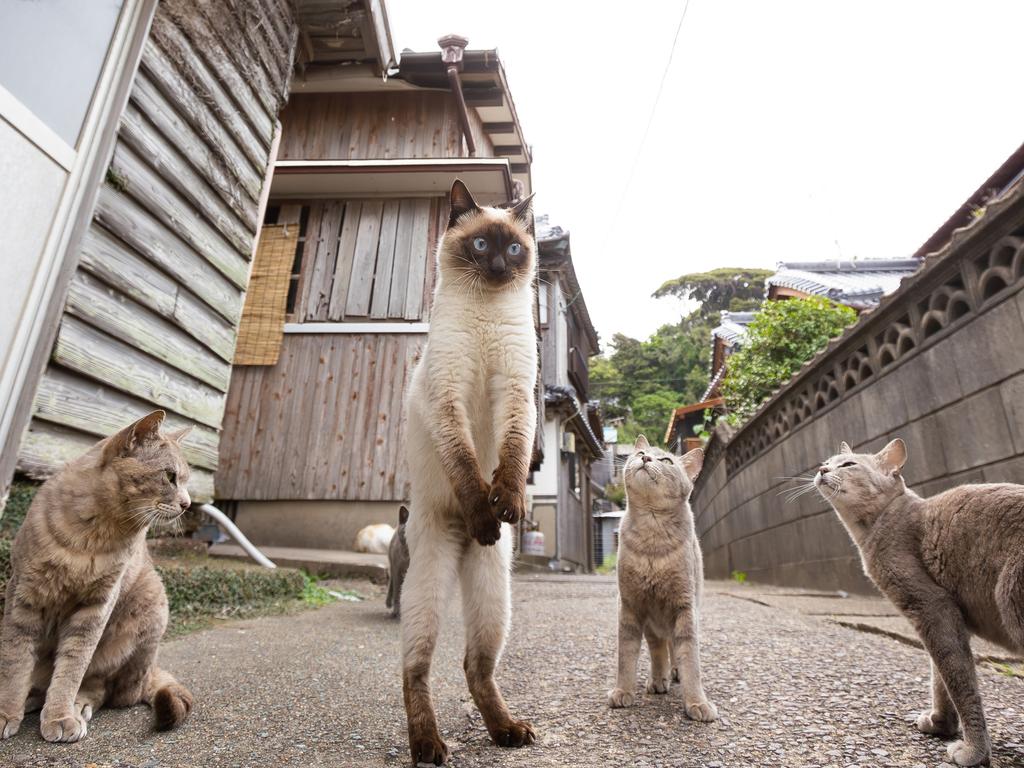 No, I’m the tallest cat. Picture: Kenichi Morinaga/Comedy Pets