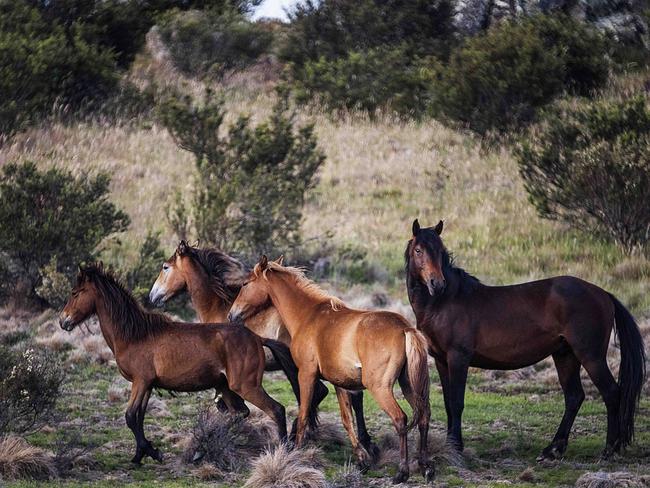 The horses have been blamed for damaging the surrounding environment. Picture: Paul Mciver &amp; Judy Goggin