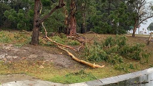 Power was out in Underwood after lightning hit this tree on the corner of Logan and Springwood Rds at Underwood just after 1pm.