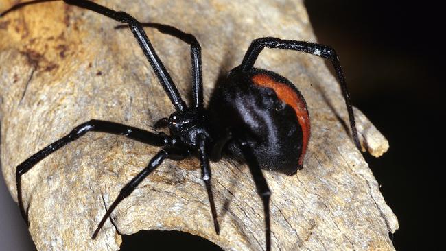 Redback bites Sydney man’s penis in portaloo | Daily Telegraph