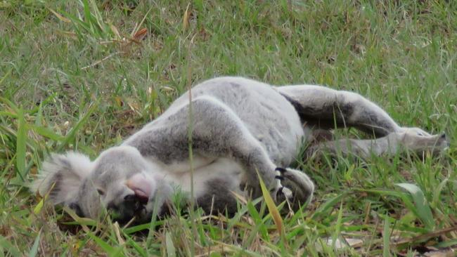 Councillor Paul Golle says drivers with no regard for speed limits are contributing to the increasing death toll of Redlands icon, the koala. PICTURE: File