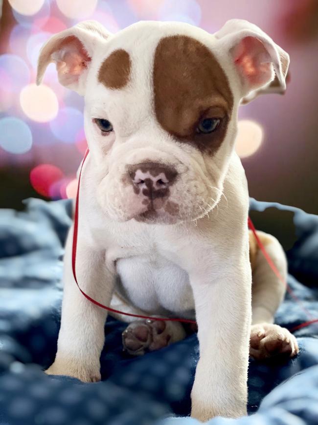 Christmas wrapping is so much more fun now Ollie has arrived in St Kilda. Picture: Maria Leoni