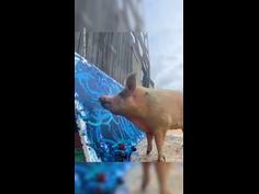 Pig earns nearly $2 million from her art