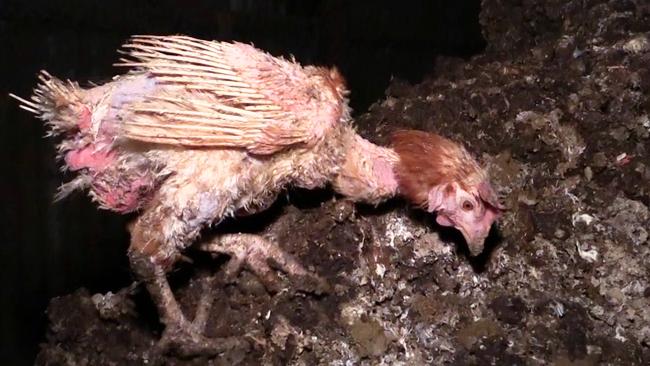 This hen appears trapped in a manure pit. Picture: Animals Australia