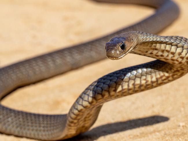 An eastern brown snake. Picture: Supplied.