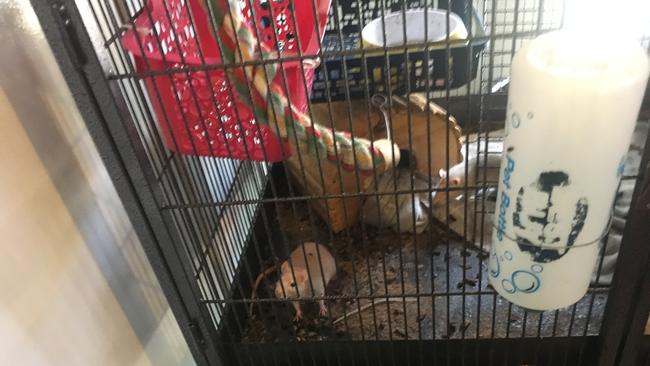 Some 25 pets were found living in filthy conditions in a Caboolture home as their owner struggled to care for them, as well as her ailing mother. Picture: RSPCA