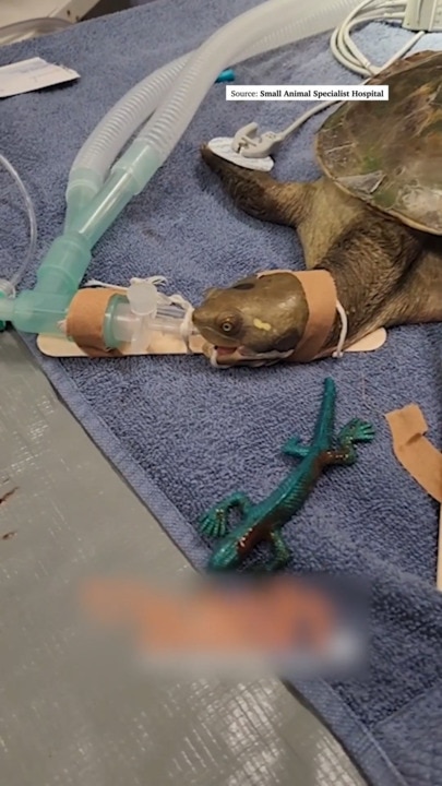 Terri the turtle undergoes lifesaving operation