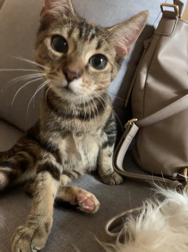 This is my cat Ellie. She’s a rescue from the RSPCA. She’s a very lively kitty packed full of personality. As you can see she’s also very curious! Picture: Rebecca W