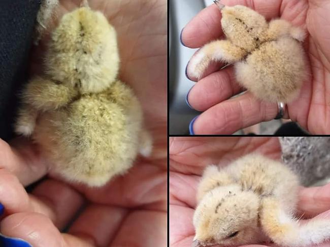 Australian Seabird Rescue Central Coast has a Little Tern in its care after Sunday's incident. Picture: Facebook.