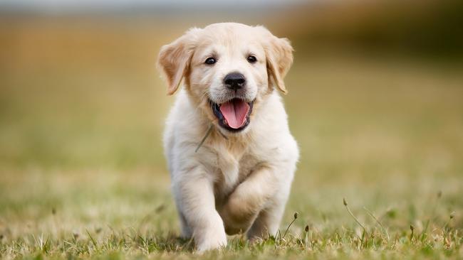 South Hobart Football Club is calling for dogs to be banned at all sports grounds. Picture: Bigandt Photography