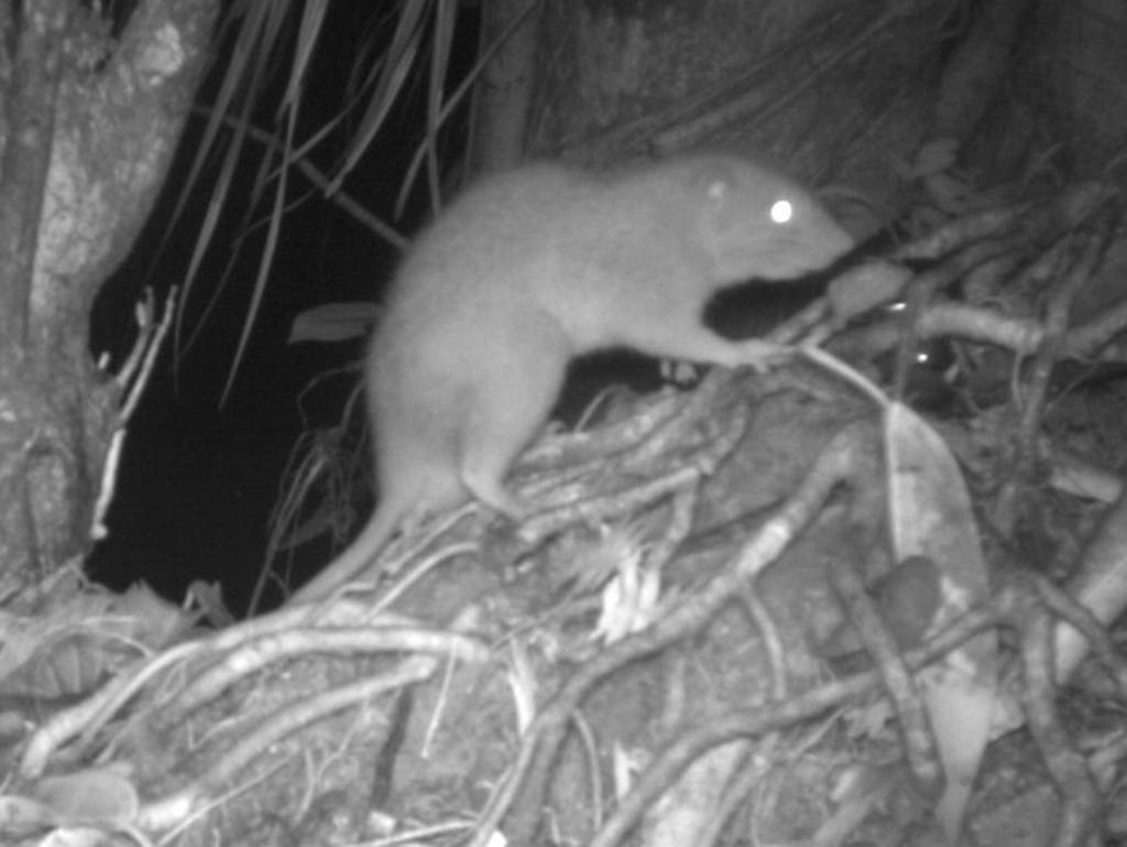 The Uromys vika giant rat which lives on the Solomon Islands.  It's the first time one of the world’s rarest rodents has been captured on camera, thanks to researchers from the University of Melbourne. Suppplied