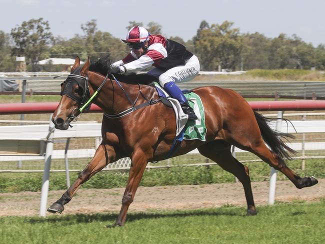 Wandering Jack is chasing back-to-back wins when he heads to Wellington. Picture: Bradley Photos