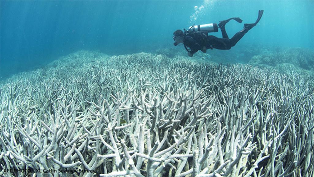 What is coral bleaching and how does it threaten the Great Barrier Reef?