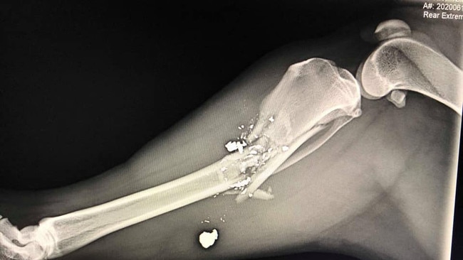 An X-ray of Marlee's injury. Picture: SUPPLIED