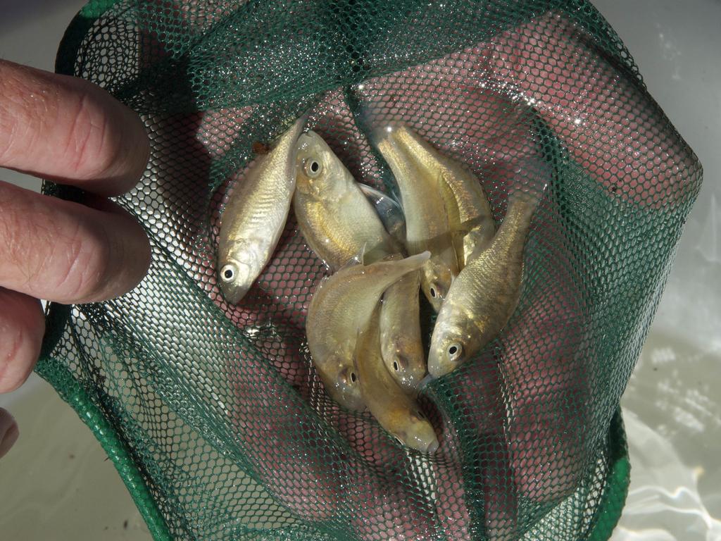 Macquarie perch fingerlings bred at Snobs Creek hatchery.