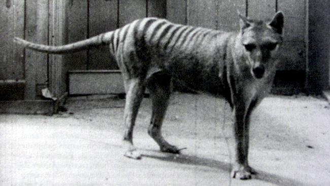 The now-extinct Tasmanian tiger – or thylacine.