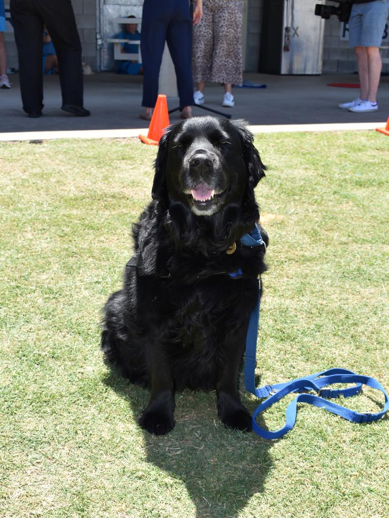 Therapy dog at the SQCC