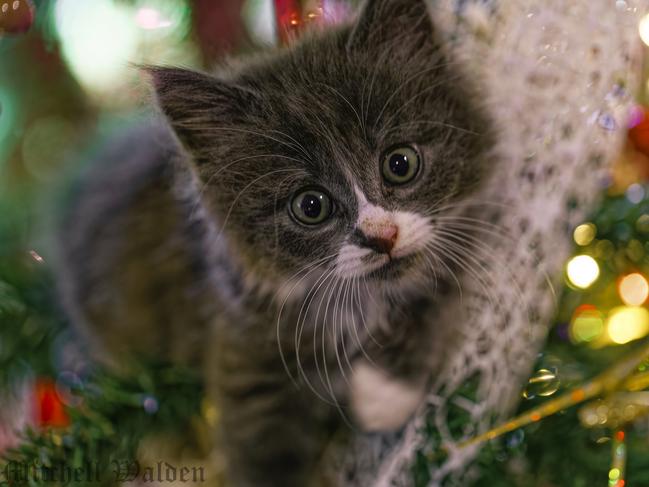 A kitten, getting invested in the Christmas season, by climbing the Xmas Tree. Picture: Mitchell Walden, Narre Warren.