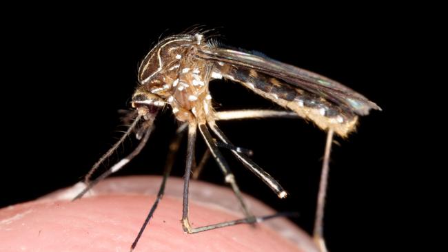 Mozzies can be more than just annoying.